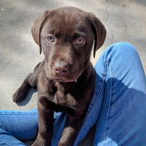 Meet your Posher, Ella